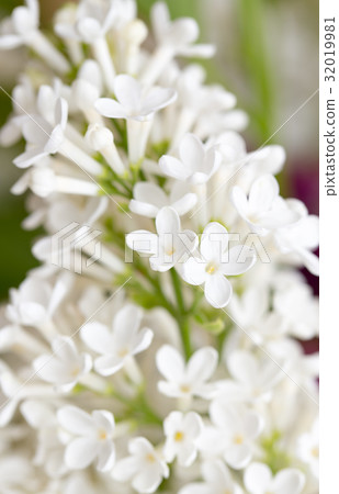 White flowers of lilac on nature White flowers of lilac on nature 32019981