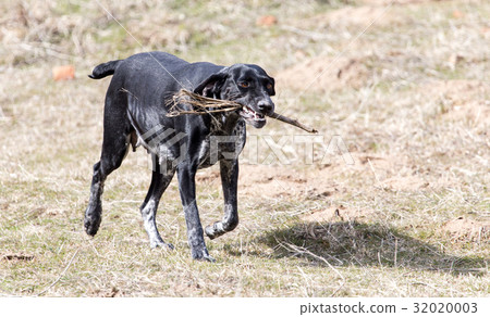Dog playing with a stick on nature 32020003