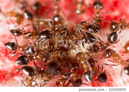War of ants in nature 32020009