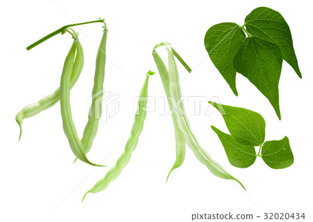 Haricot beans, pods, leaves, paths 32020434