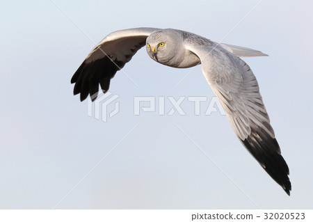 Powered by Translate 32020523