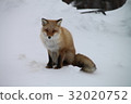 Kita fox 32020752