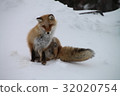 Kita fox 32020754