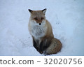 Kita fox 32020756