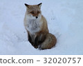 Kita fox 32020757