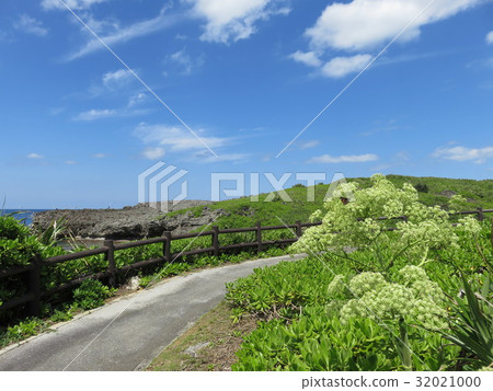 藍天和monpa花（Shiratorisaki西海岸公園） 32021000