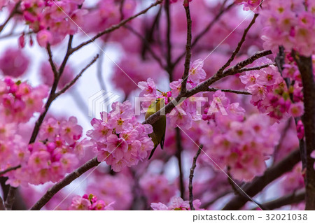 Mejiro and sunlight cherry tree 32021038