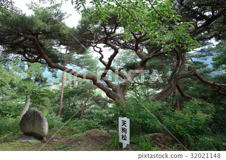 Tengu pine of Ushibozan nature park 32021148