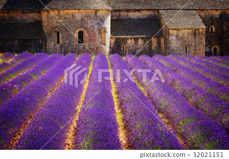 Abbey Senanque and Lavender field, France 32021151