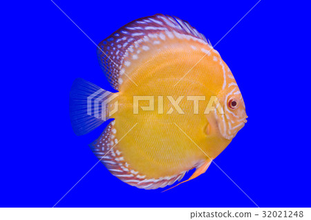 Pompadour Fish on blue background Pompadour Fish on blue background 32021248