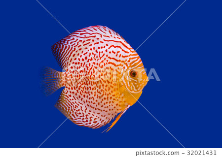 Pompadour Fish on blue background Pompadour Fish on blue background 32021431