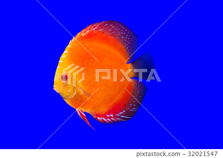 Pompadour Fish on blue background Pompadour Fish on blue background 32021547