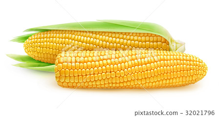 Two isolated corn ears 32021796