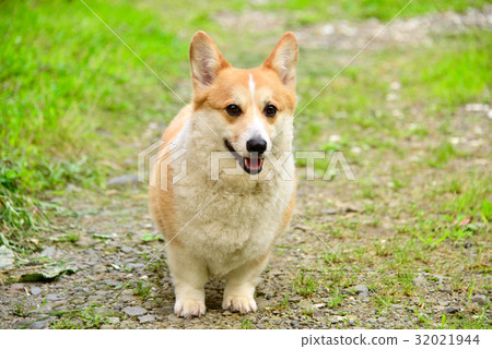 Corgi dog Corgi dog 32021944