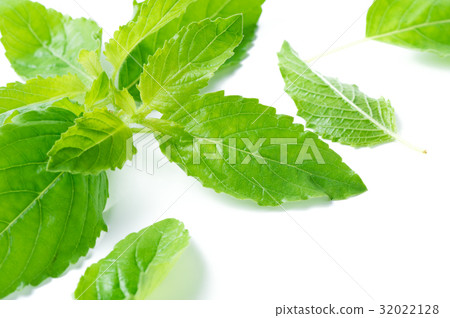 fresh Holy basil leaf isolated on white background fresh Holy basil leaf isolated on white background 32022128