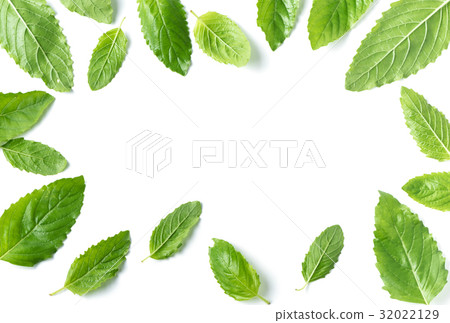 Holy basil , Ocimum sanctum leaf isolated Holy basil , Ocimum sanctum leaf isolated 32022129