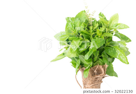 Holy basil , Ocimum sanctum leaf isolated Holy basil , Ocimum sanctum leaf isolated 32022130