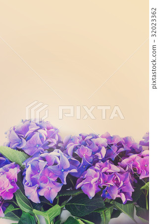 blue and violet hortensia flowers 32023362