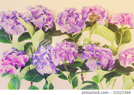 blue and violet hortensia flowers 32023366