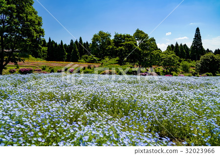 Nemophila flower garden 32023966