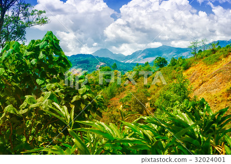 scene of India with hills,  plantations cardamom scene of India with hills,  plantations cardamom 32024001