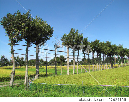 新潟的哈扎樹·Natsui 32024136