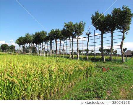 Haza tree of Niigata · Natsui 32024138