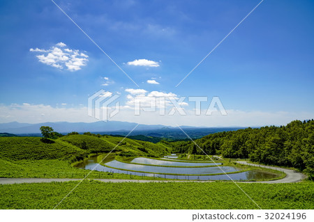 Fan rice terrace 32024196