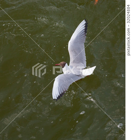 The black-headed gull in water 32024884