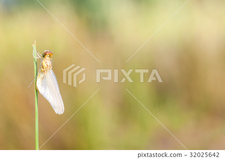 an Fire dragonfly 32025642