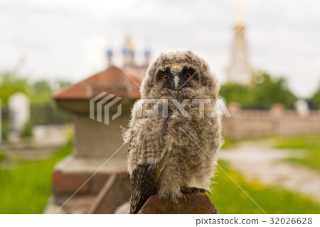 Small owl on the church wall in Ryazan 32026628