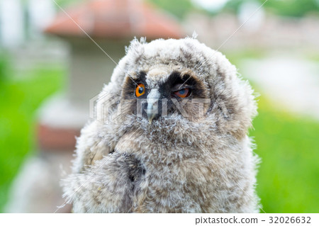 The portrait of the owlet 32026632