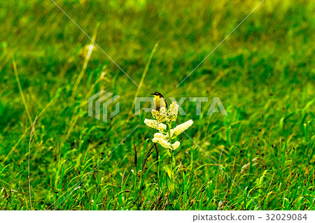 Rishiri Rebuns Sarobetsu國家公園 Rishiri Rebuns Sarobetsu國家公園 32029084