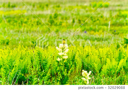 Rishiri Rebuns Sarobetsu國家公園 Rishiri Rebuns Sarobetsu國家公園 32029088