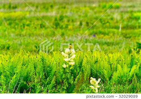 Rishiri Rebuns Sarobetsu國家公園 Rishiri Rebuns Sarobetsu國家公園 32029089