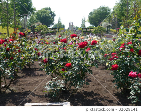 Akitadai公園的玫瑰 Akitadai公園的玫瑰 32029141