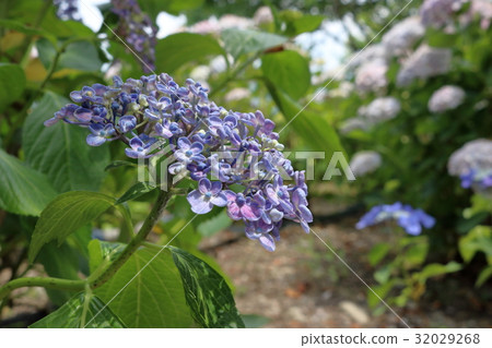Hydrangea (hydrangea) Hydrangea (hydrangea) 32029268