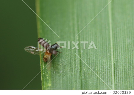 Living thing Insects Akaneunishutobuto kuyi weevil, preparing to spread wings and fly. I flew away in no time 32030329
