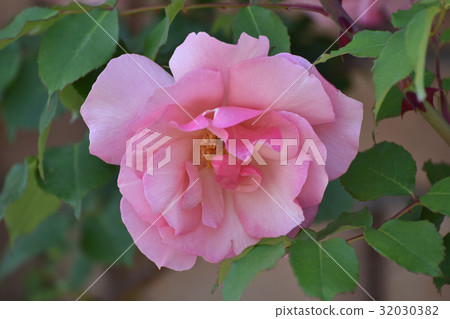 Rijan Road Climber Rijan Road Climber 32030382