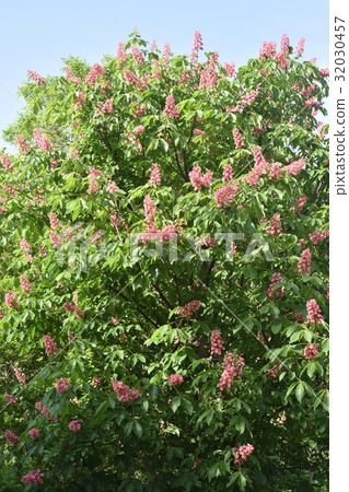 紅花栗子 32030457