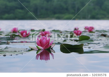 睡蓮 32030578