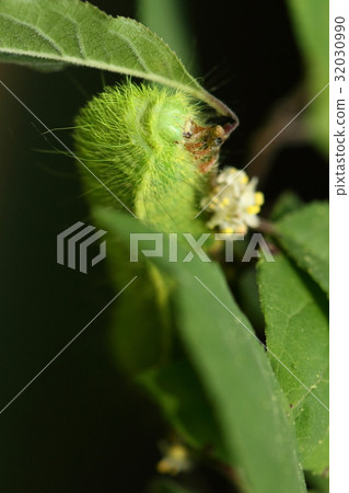 生物有機體昆蟲Himeyamayu，六月的幼蟲。它似乎吃了各種各樣的樹葉，但它似乎也是可以接受的 32030990