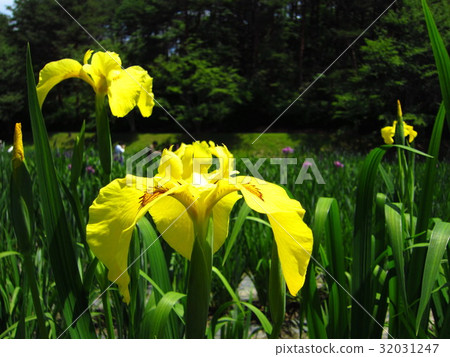 Goshikino Park Ayame花園 Goshikino Park Ayame花園 32031247