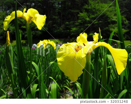 Goshikino Park Ayame花園 Goshikino Park Ayame花園 32031248