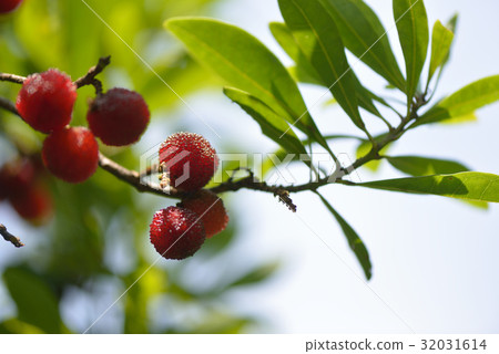 Yamamomo in early summer 32031614