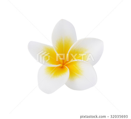 Frangipani or Plumeria Flower on White Background Frangipani or Plumeria Flower on White Background 32035693