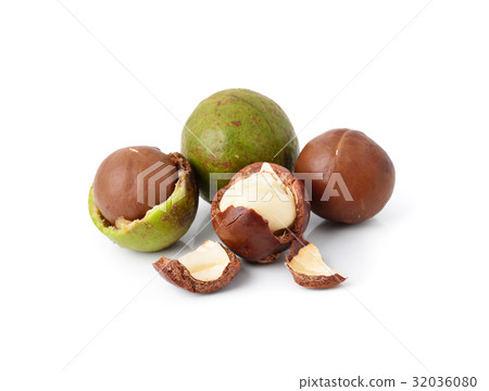 macadamia nuts on white background macadamia nuts on white background 32036080