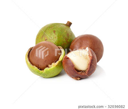 macadamia nuts on white background macadamia nuts on white background 32036082