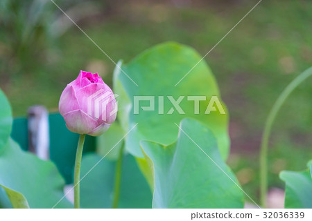 Pink Indian lotus with green leaf background. Pink Indian lotus with green leaf background. 32036339