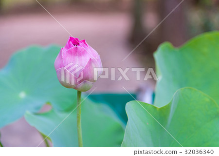 Pink Indian lotus with green leaf background. 32036340